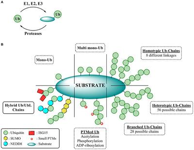 Hybrid Chains: A Collaboration of Ubiquitin and Ubiquitin-Like Modifiers Introducing Cross-Functionality to the Ubiquitin Code